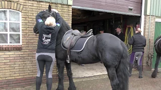 Wijnjewoude - De Friese paarden van Herrie van Veen 2017