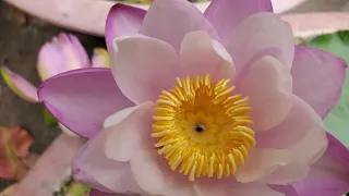 New Orleans Lady| Australian water lily| Aussie lily