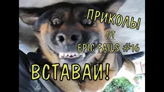 Я РЖАЛ ПОЛ ЧАСА / Смешные животные, epic fails #16