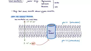 Brandl's Basics: Mechanism of action of local anesthetics