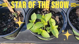 Planter Garden TV HERB Garden Challenge Update 4/5/2024 #planterhgc2024