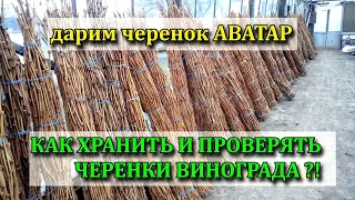 КАК ХРАНИТЬ И ПРОВЕРЯТЬ ЧЕРЕНКИ ВИНОГРАДА?! ДАРИМ АВАТАР.