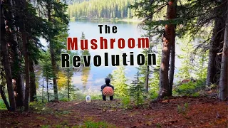 The Magic Mushroom Revolution | Decriminalize Denver (Feature Documentary)