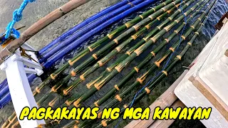 EP31 P43 Pagkakayas ng nga Kawayan