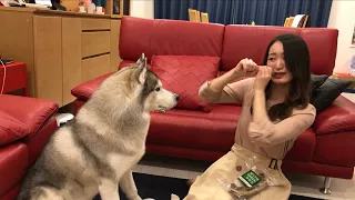 Siberian Husky eating a hard fish with his sister