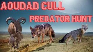 West Texas Aoudad Cull Hunt and Predator Hunt