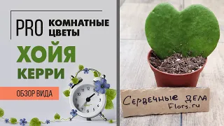 Комнатное растение Хойя Керри - зеленая "Валентинка" | Любители суккулентов оценят