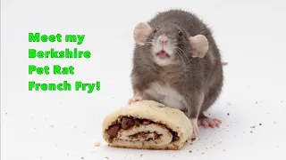 Rat Highlight - Meet My Pet Rat French Fry!