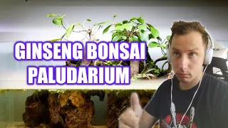 Sascha REAGIERT auf | Nano Ginseng Bonsai Tree Island Paludarium | SerpaDesign