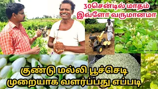 குண்டு மல்லி பூச்செடி முறையாக வளர்ப்பது எப்படி || jasmine flower plant cultivation in tamil