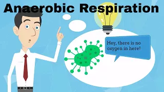 Anaerobic Respiration Fermentation