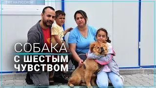 Собака предупредила своих хозяев о землетрясении за две минуты