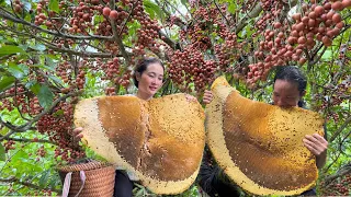 30 Days Of Harvesting Giant honey, Wild grapes, Bananas Goes to the market sell, Vàng Hoa