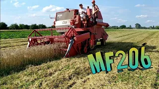 КОМБАЙН  MF 206 /// УБОРКА ПШЕНИЦЫ 2020.