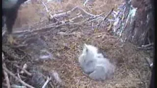 Tragedy in the Hornby Island Bald Eagle Nest