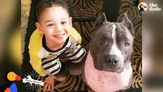 Street Dog From Puerto Rico Becomes Best Nanny To His Human Siblings | The Dodo Pittie Nation