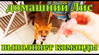 Жизнь с Лисой / MIKI THE FOX - Домашний Лис - Выполнение команд