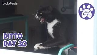 Ditto Day 30 - Feral Cat Recovery, Reunion Day * S4 E176 * Cat Videos