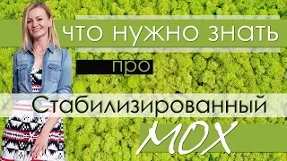 Стабилизированный мох в интерьере. Что нужно знать о живом декоре из мха?