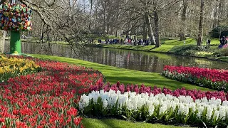 Spring in the sea of #Tulips, #Keukenhof in #Netherlands | Things to do in Netherlands