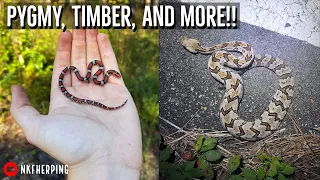 Fall Snake Hunting in Alabama and Georgia! Scarlet Snake, Copperheads, and Rattlesnakes!