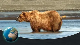 Kermode: The salmon fishing spirit bear