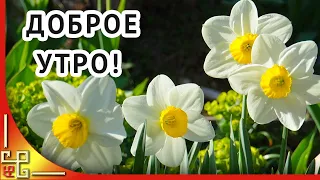 Доброе утро! ВСЕ БУДЕТ ХОРОШО ты только верь! Стихи о жизни