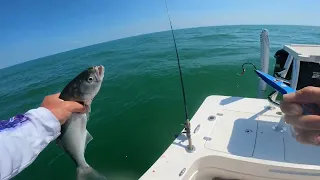 Sebastian Inlet and Inshore Fishing [CATCH CLEAN COOK]