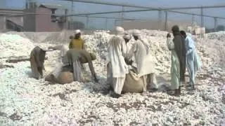 Harvesting of Better Cotton in Pakistan