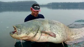 FISHERMAN CAUGHT 2,50 MTS CATFISH X 110 KGS - HD by CATFISH WORLD