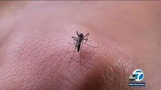 'Ankle biter' mosquito breeding on the rise throughout Southern California | ABC7