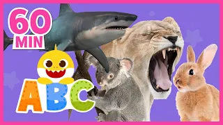 [MIX] Learn ABCs with Baby Shark | Learn Animals | @BabySharkBestShows