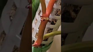 1 week update of applying krazy keiki paste on some philodendrons