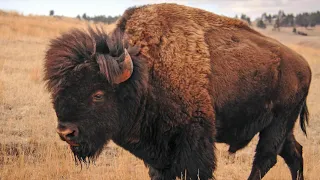 A Celebration of Heritage: Native Americans - Bison & the Great Plains
