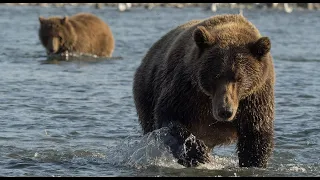 Protecting Alaska's Wild Bears from the Pebble Mine