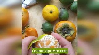 Мандарины, хурма и фейхоа: обзор фруктов от экофермерского кооператива "Амра" (Абхазия)