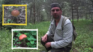 Mushroom picking in early July | First white