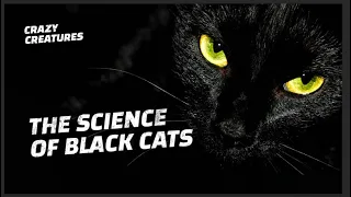 The Science Behind Black Cats