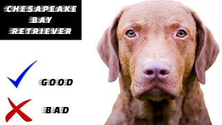 Chesapeake Bay Retriever Pros And Cons