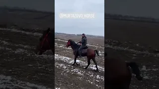 Прогулка джигитов на жеребцах кабардинской породы лошадей 🐎🐎🐎🐎🐎🐎