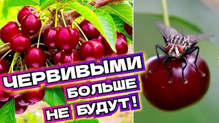 ЭТО ТОЧНО ПОДЕЙСТВУЕТ: 6 дешевых средств от червей на черешне