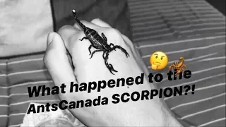 WHAT HAPPENED to that SCORPION from AntsCanada??