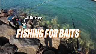 How to fish for baits in NZ