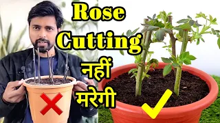 3 methods to grow ROSE from cuttings, गुलाब कि कटिंग उगाने के 3 तरीके