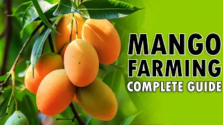 MANGO FARMING / MANGO CULTIVATION | How to grow a Mango tree from Seed / Cutting at Home