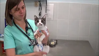 Стерилизация кошки в ветеринарной клинике "Алисавет" в Бутово
