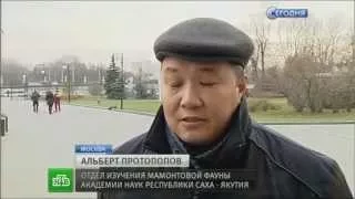 В Москву привезли мамонтенка Юку