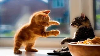 Funny and Cute Kittens videos 2019 - Funny Kitten Cats compilation