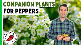 Companion Plants for Peppers - Pepper Geek