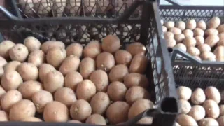 Яровизация картофеля апрель 2017 г Как подготовить картофель к посадке